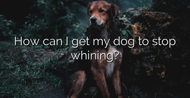 How can I get my dog to stop whining?