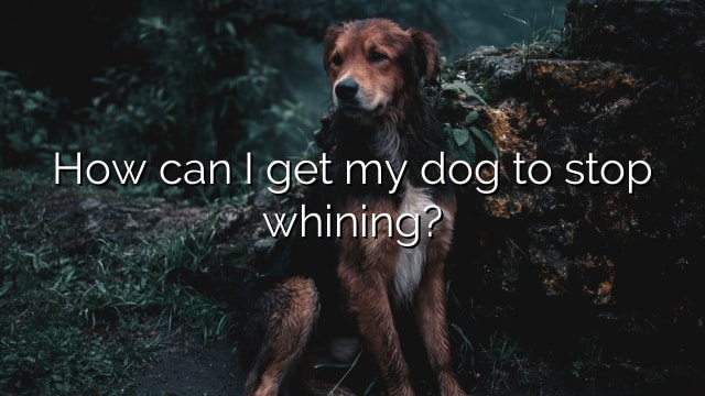How can I get my dog to stop whining?