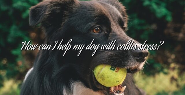 How can I help my dog with colitis stress?