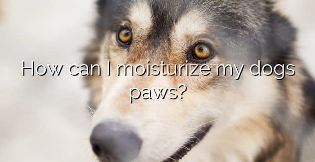 How can I moisturize my dogs paws?