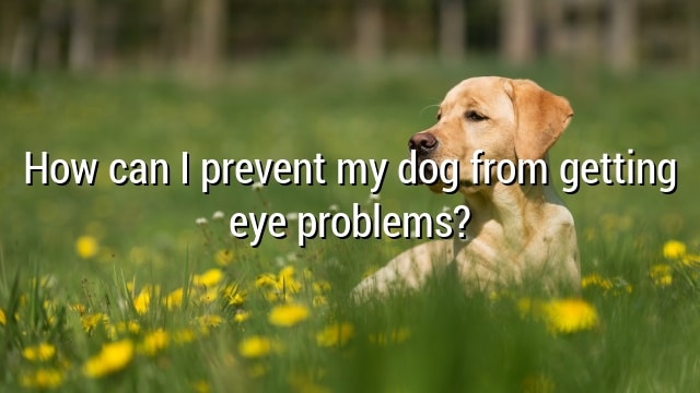 How can I prevent my dog from getting eye problems?