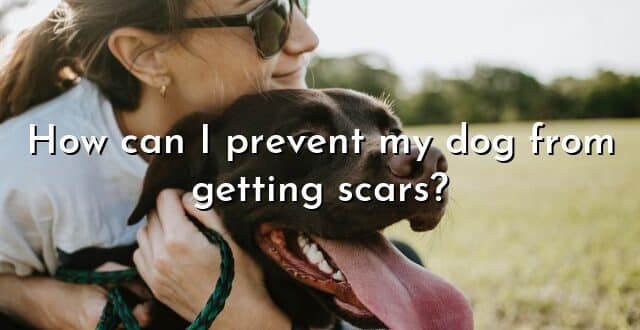 How can I prevent my dog from getting scars?