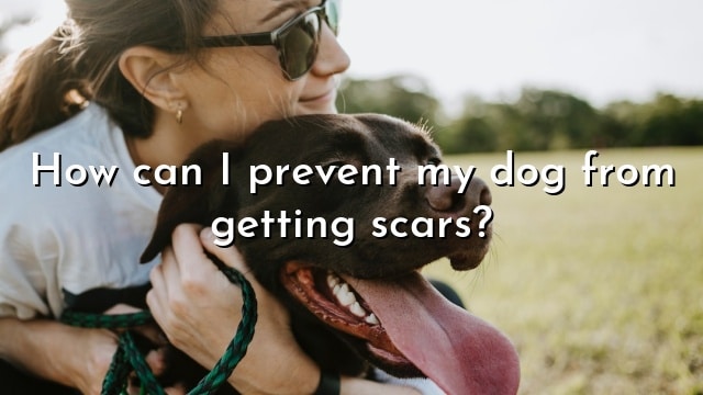 How can I prevent my dog from getting scars?
