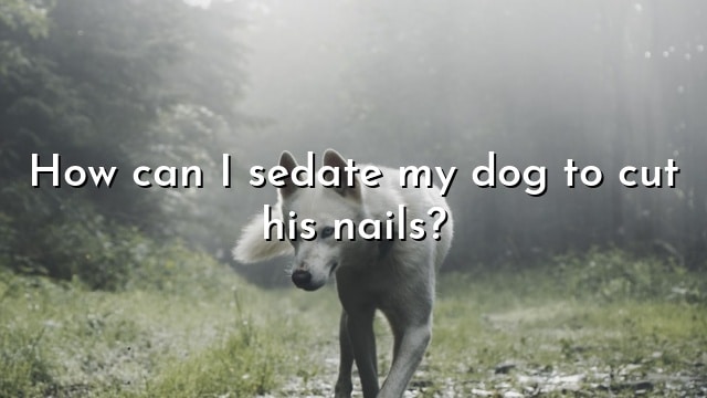 How can I sedate my dog to cut his nails?