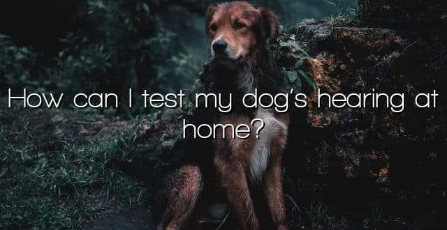 How can I test my dog’s hearing at home?