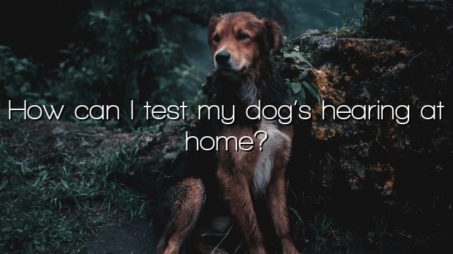 How can I test my dog’s hearing at home?
