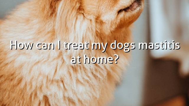 How can I treat my dogs mastitis at home?
