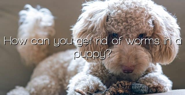 How can you get rid of worms in a puppy?