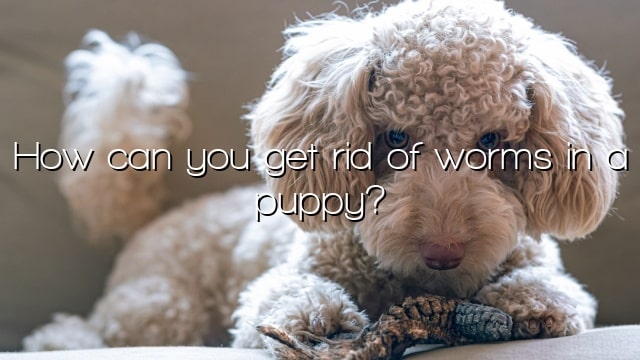 How can you get rid of worms in a puppy?