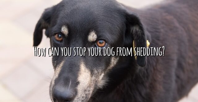 How can you stop your dog from shedding?