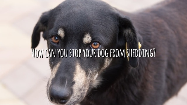 How can you stop your dog from shedding?
