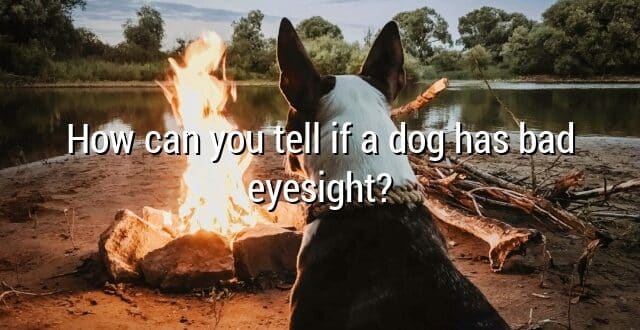 How can you tell if a dog has bad eyesight?