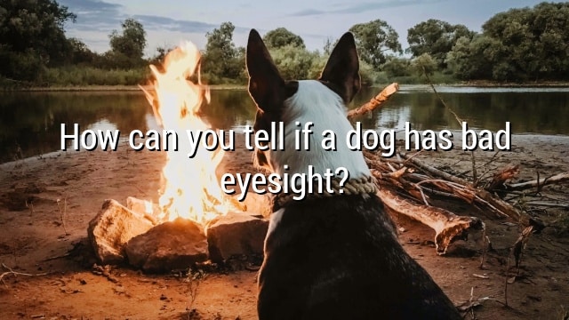 How can you tell if a dog has bad eyesight?