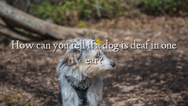 How can you tell if a dog is deaf in one ear?