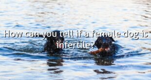 How can you tell if a female dog is infertile?