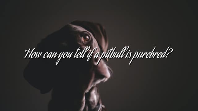 How can you tell if a pitbull is purebred?