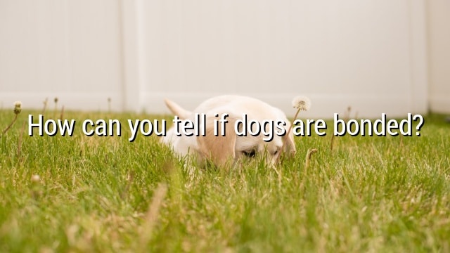 How can you tell if dogs are bonded?