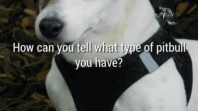 How can you tell what type of pitbull you have?