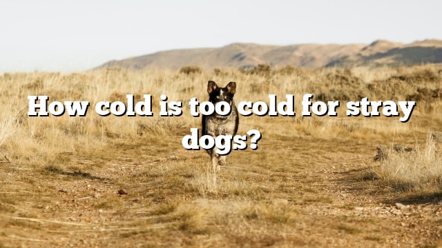 How cold is too cold for stray dogs?