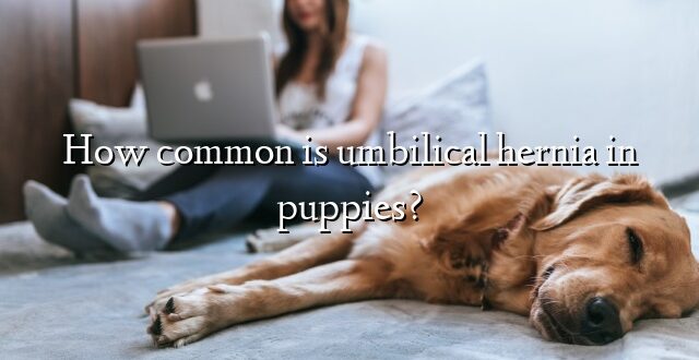 How common is umbilical hernia in puppies?
