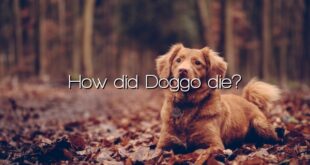How did Doggo die?