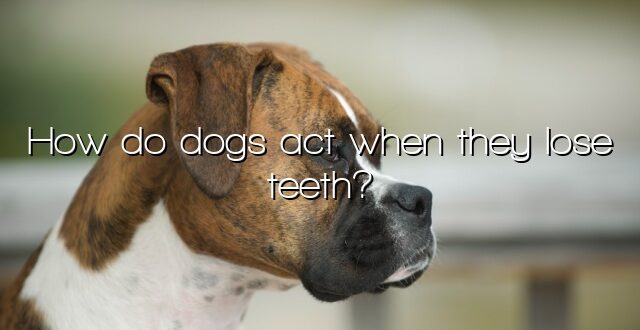 How do dogs act when they lose teeth?