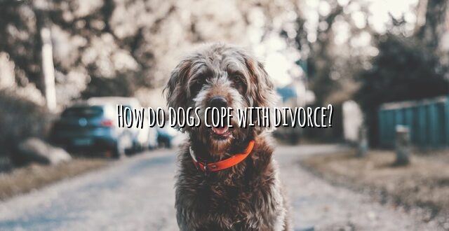How do dogs cope with divorce?