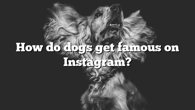 How do dogs get famous on Instagram?