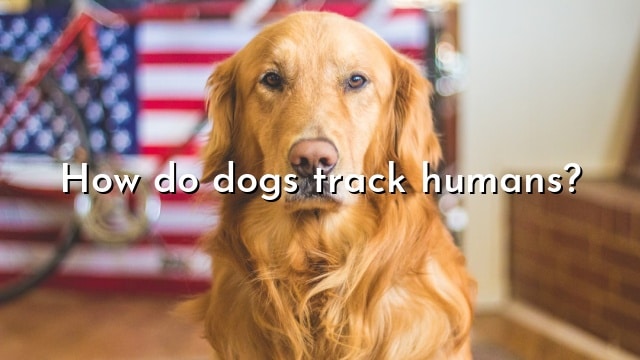 How do dogs track humans?