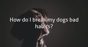 How do I break my dogs bad habits?