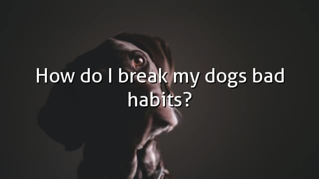 How do I break my dogs bad habits?