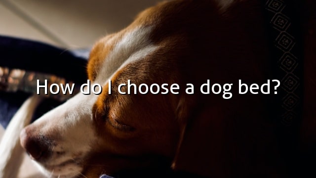 How do I choose a dog bed?