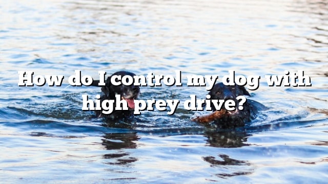 How do I control my dog with high prey drive?