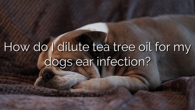 How do I dilute tea tree oil for my dogs ear infection?