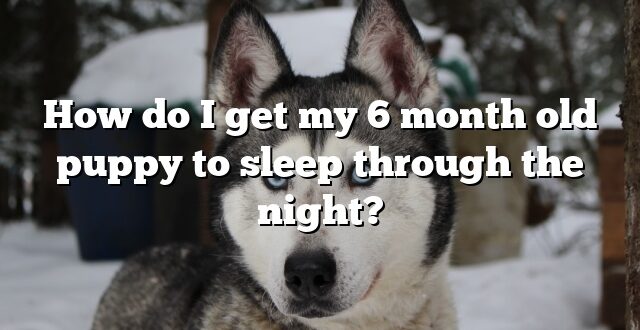 How do I get my 6 month old puppy to sleep through the night?