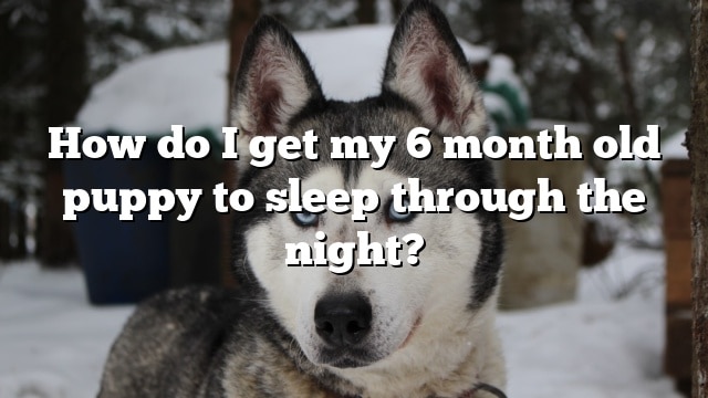 How do I get my 6 month old puppy to sleep through the night?