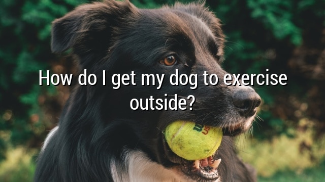 How do I get my dog to exercise outside?