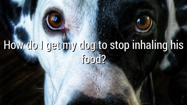 How do I get my dog to stop inhaling his food?