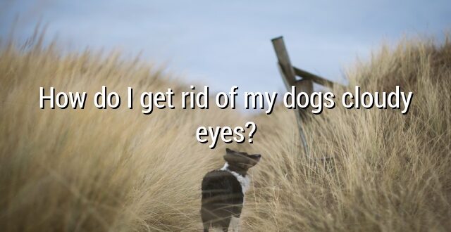 How do I get rid of my dogs cloudy eyes?