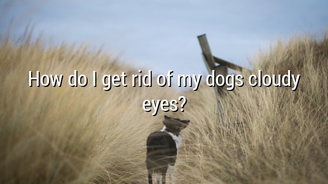 How do I get rid of my dogs cloudy eyes?