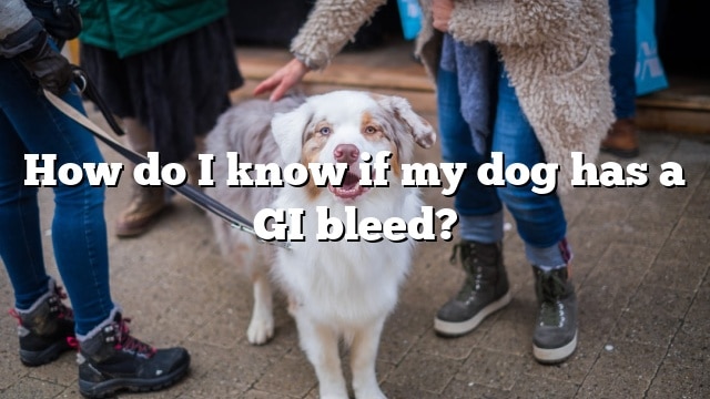 How do I know if my dog has a GI bleed?