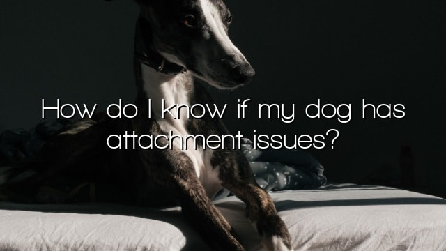 How do I know if my dog has attachment issues?