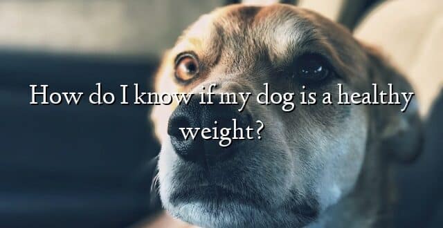 How do I know if my dog is a healthy weight?