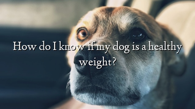 How do I know if my dog is a healthy weight?