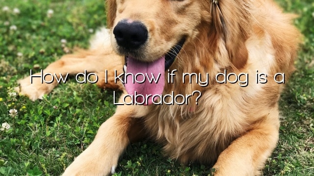How do I know if my dog is a Labrador?