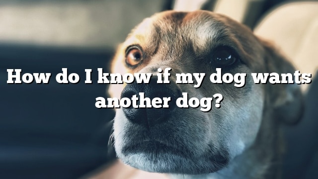 How do I know if my dog wants another dog?