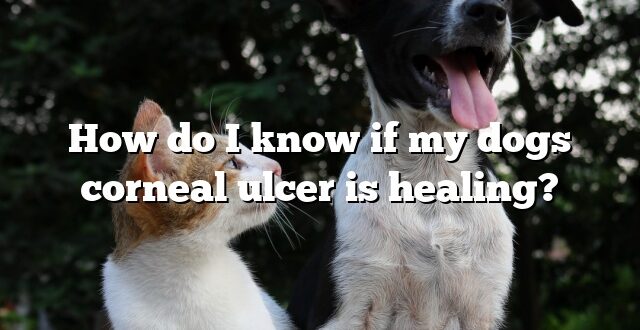 How do I know if my dogs corneal ulcer is healing?