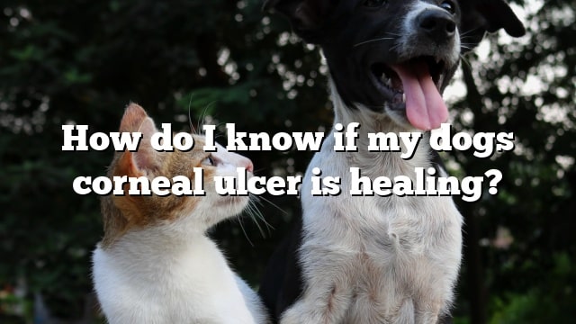 How do I know if my dogs corneal ulcer is healing?