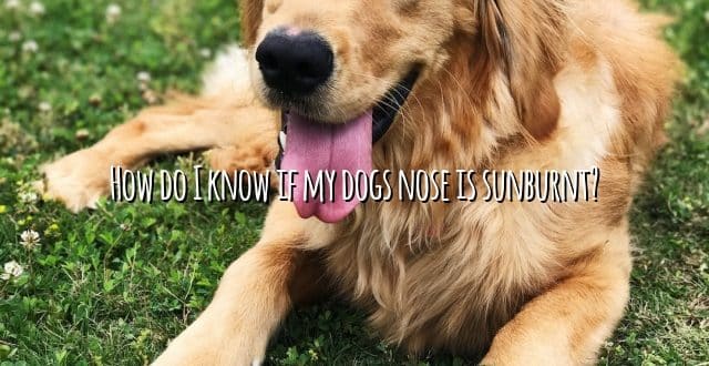How do I know if my dogs nose is sunburnt?
