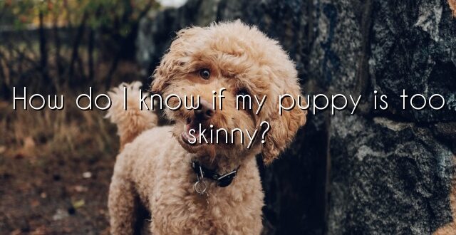 How do I know if my puppy is too skinny?